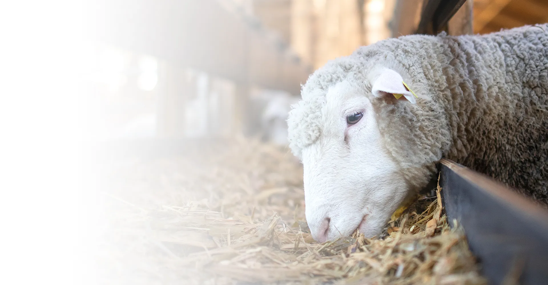 goat with diarrhea treatment