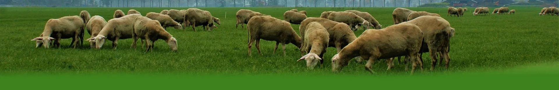 goat fever medicine name